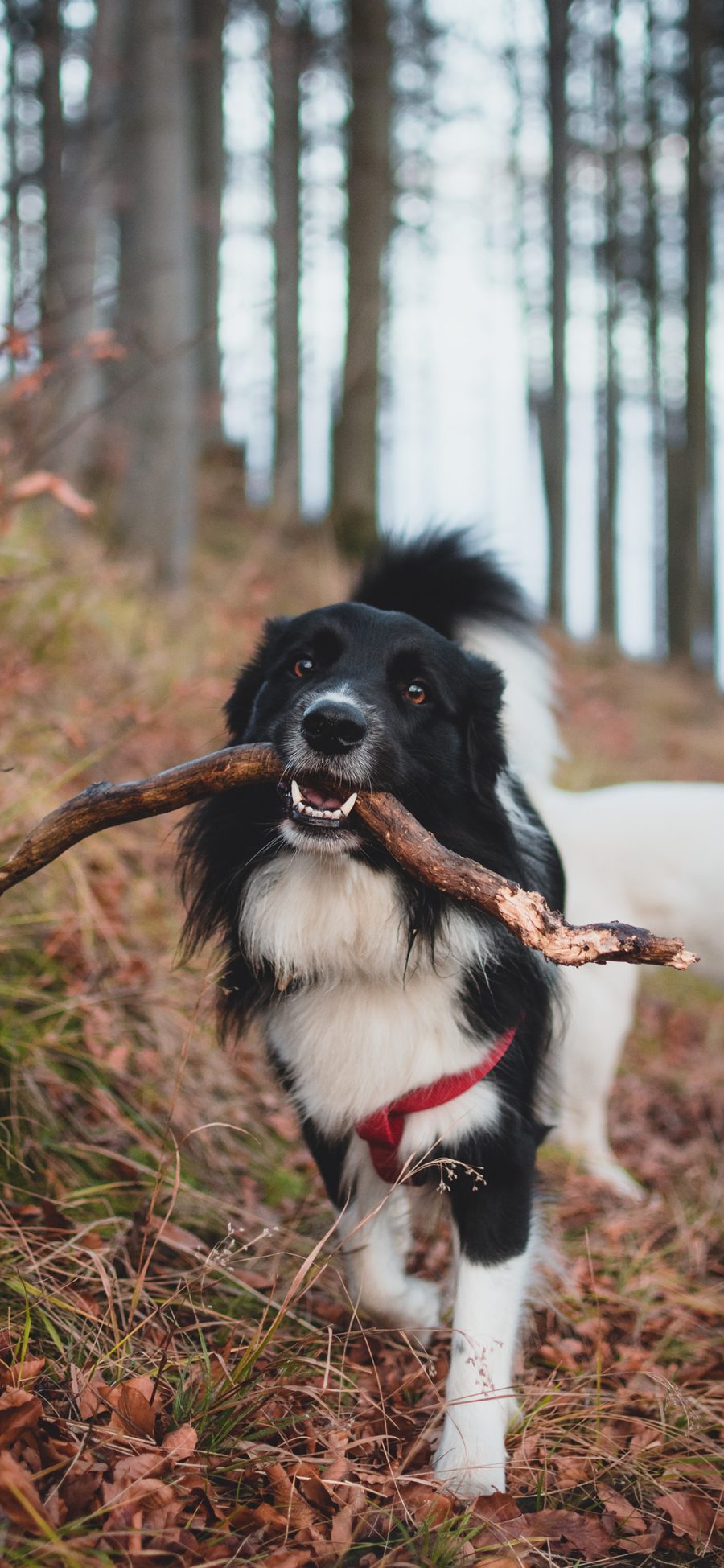 [2436×1125]牧羊犬 树枝 宠物狗 户外 苹果手机壁纸图片