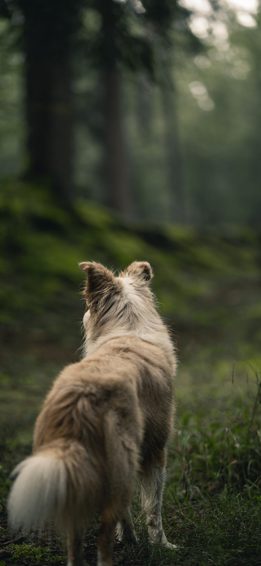 [2436×1125]牧羊犬 背影 狗 树林 苹果手机壁纸图片