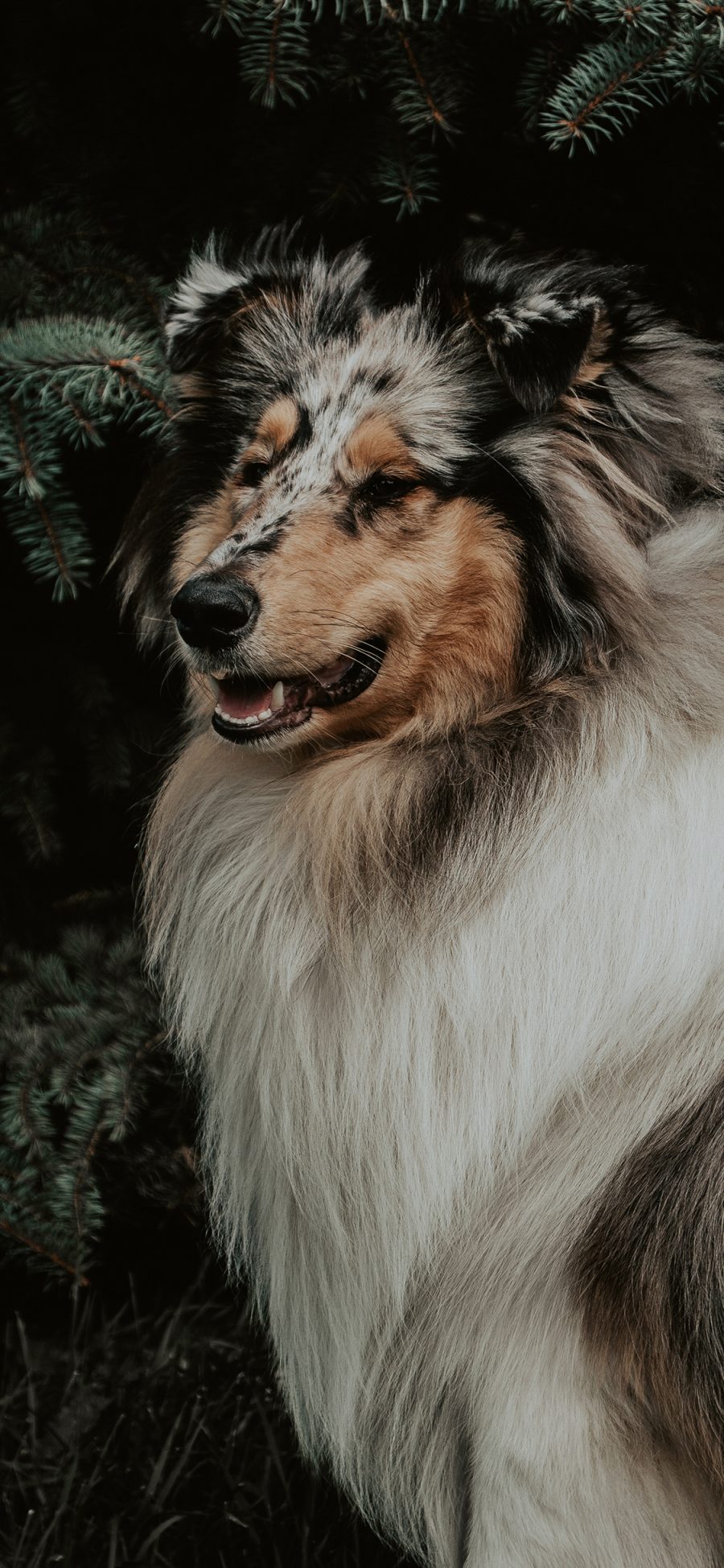 [2436×1125]牧羊犬 花色 皮毛 宠物 苹果手机壁纸图片