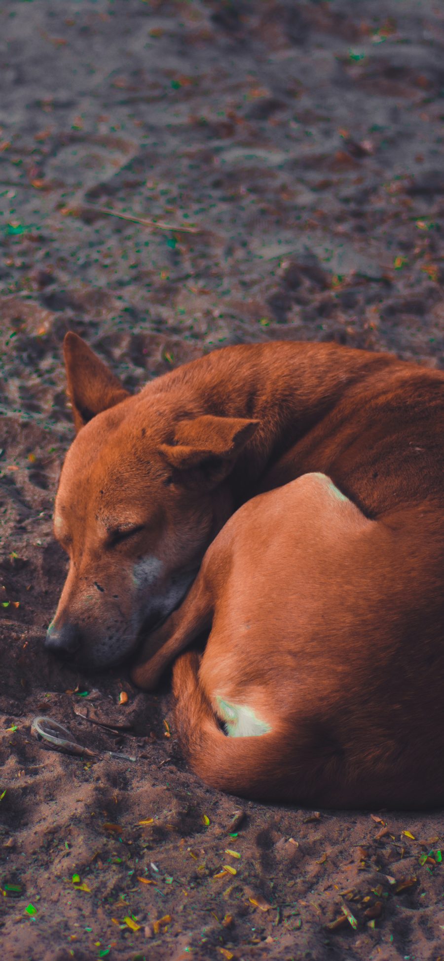 [2436×1125]犬类 蜷缩 睡眠 沙地 苹果手机壁纸图片