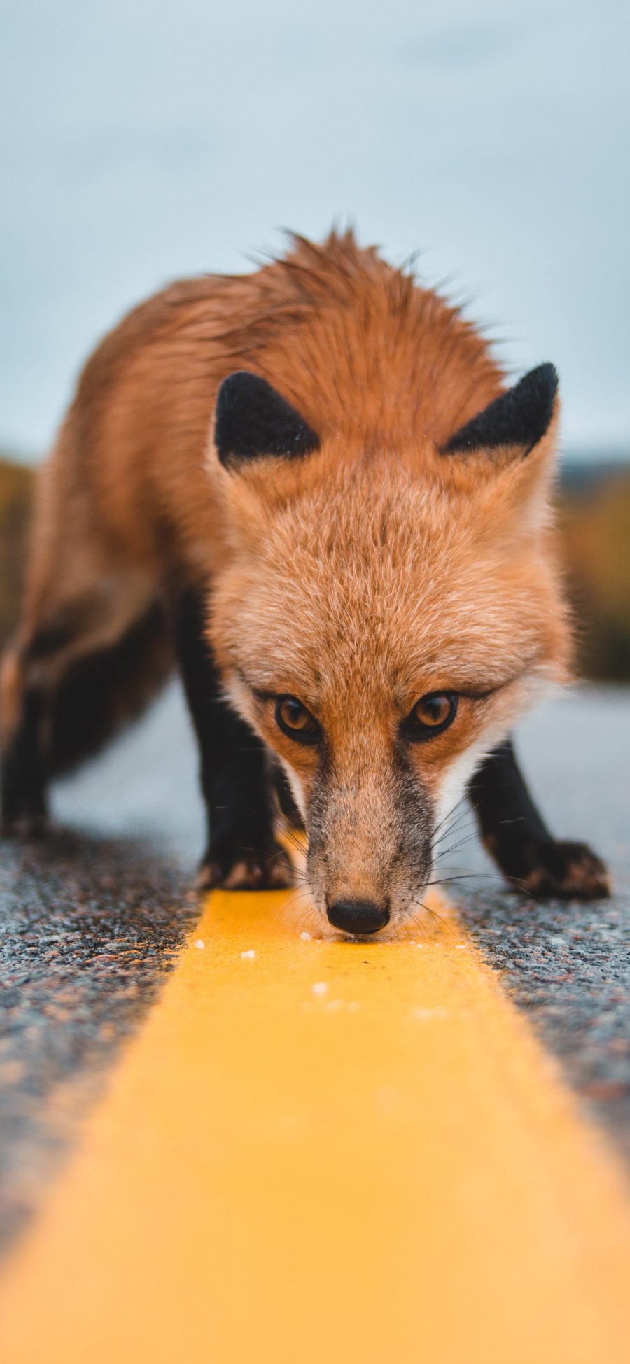 [2436×1125]狐狸 单黄线 道路 红狐 苹果手机壁纸图片