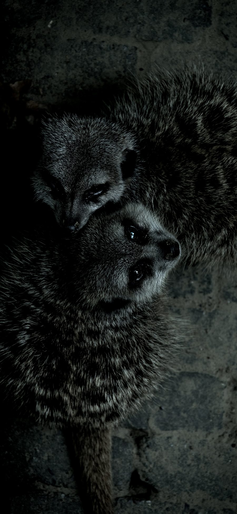 [2436×1125]狐狸 漆黑 皮毛 光亮 苹果手机壁纸图片