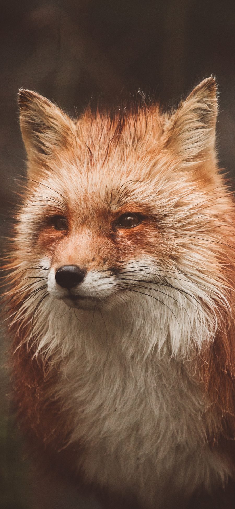 [2436×1125]狐狸 羽毛 眼神 机警 苹果手机壁纸图片