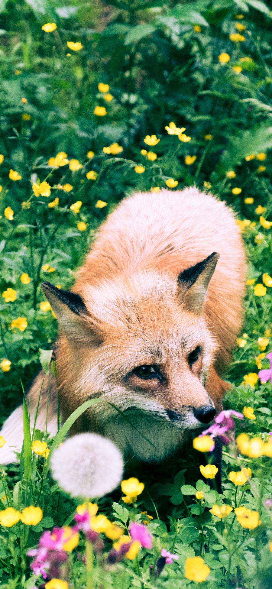 [2436×1125]狐狸 花丛 草地 野外 苹果手机壁纸图片
