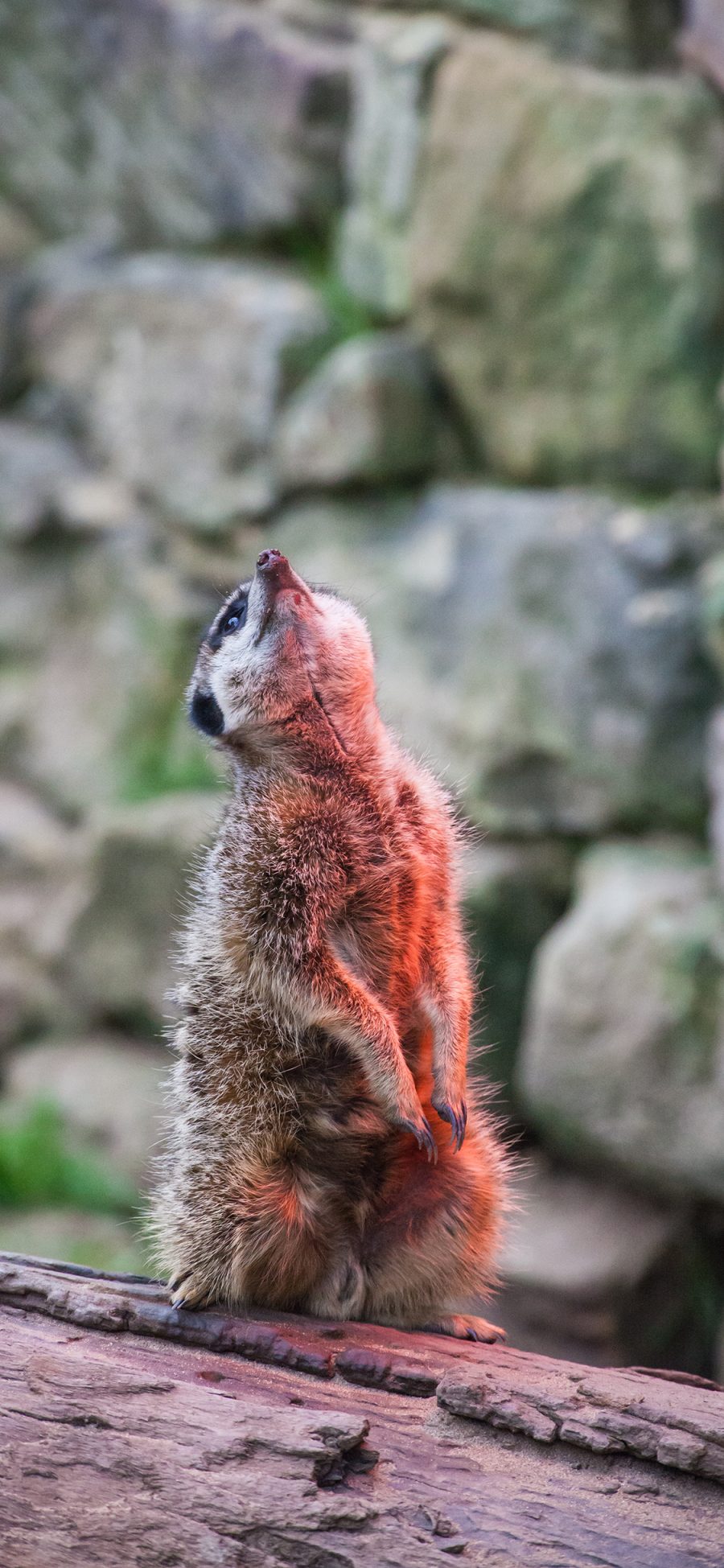 [2436×1125]狐獴 仰头 树干 站立 苹果手机壁纸图片