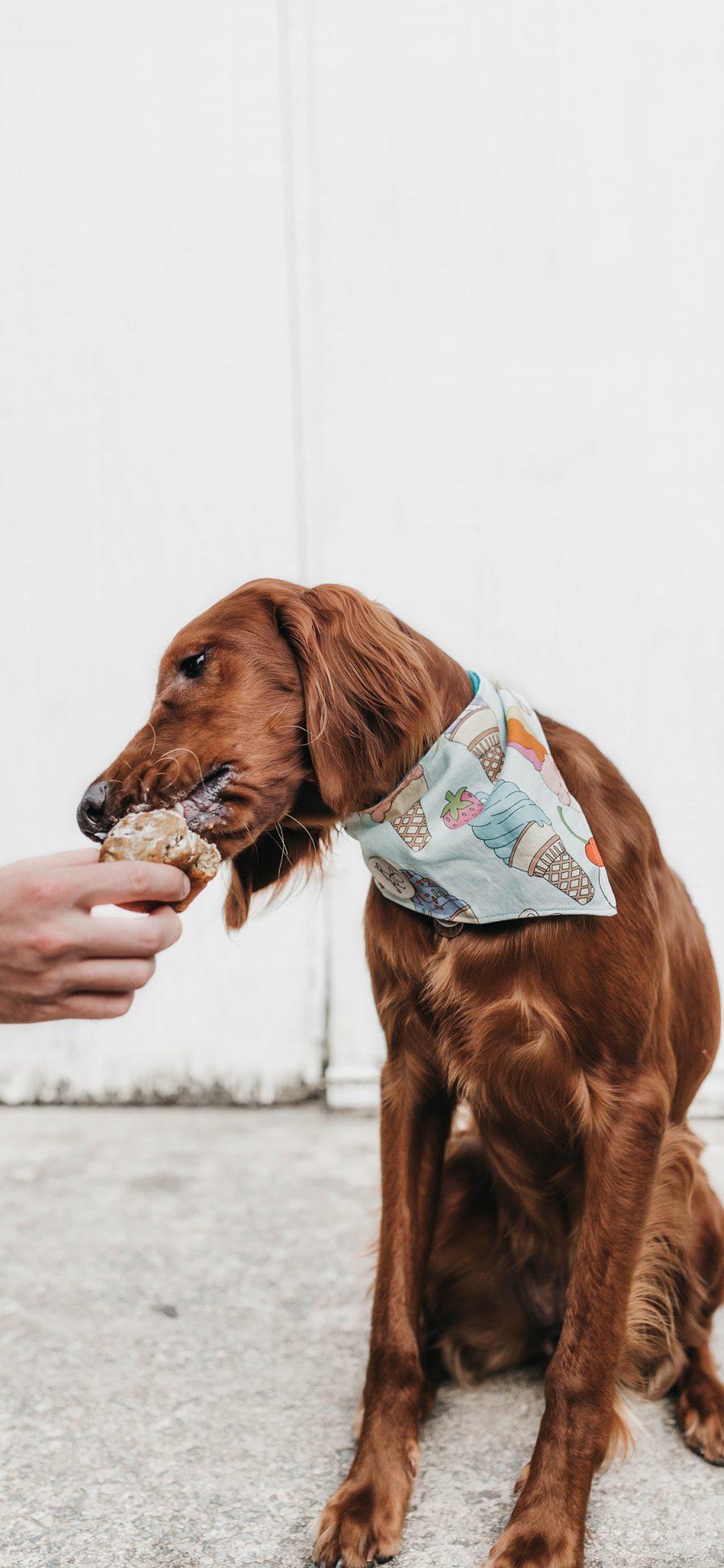 [2436×1125]狗  宠物 犬类 喂食 苹果手机壁纸图片