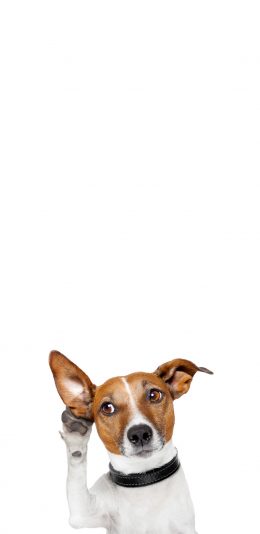 [2436x1125]狗 可爱 萌 宠物 犬 汪星人 苹果手机壁纸图片