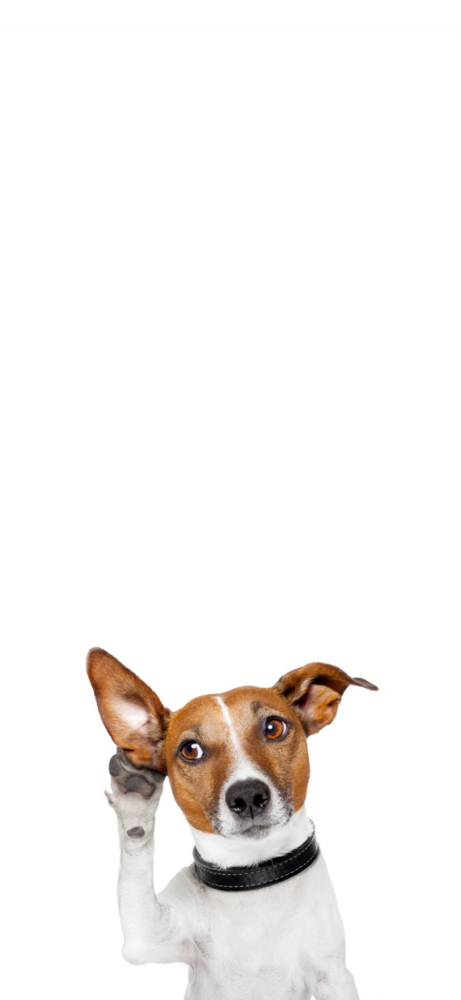 [2436×1125]狗 可爱 萌 宠物 犬 汪星人 苹果手机壁纸图片