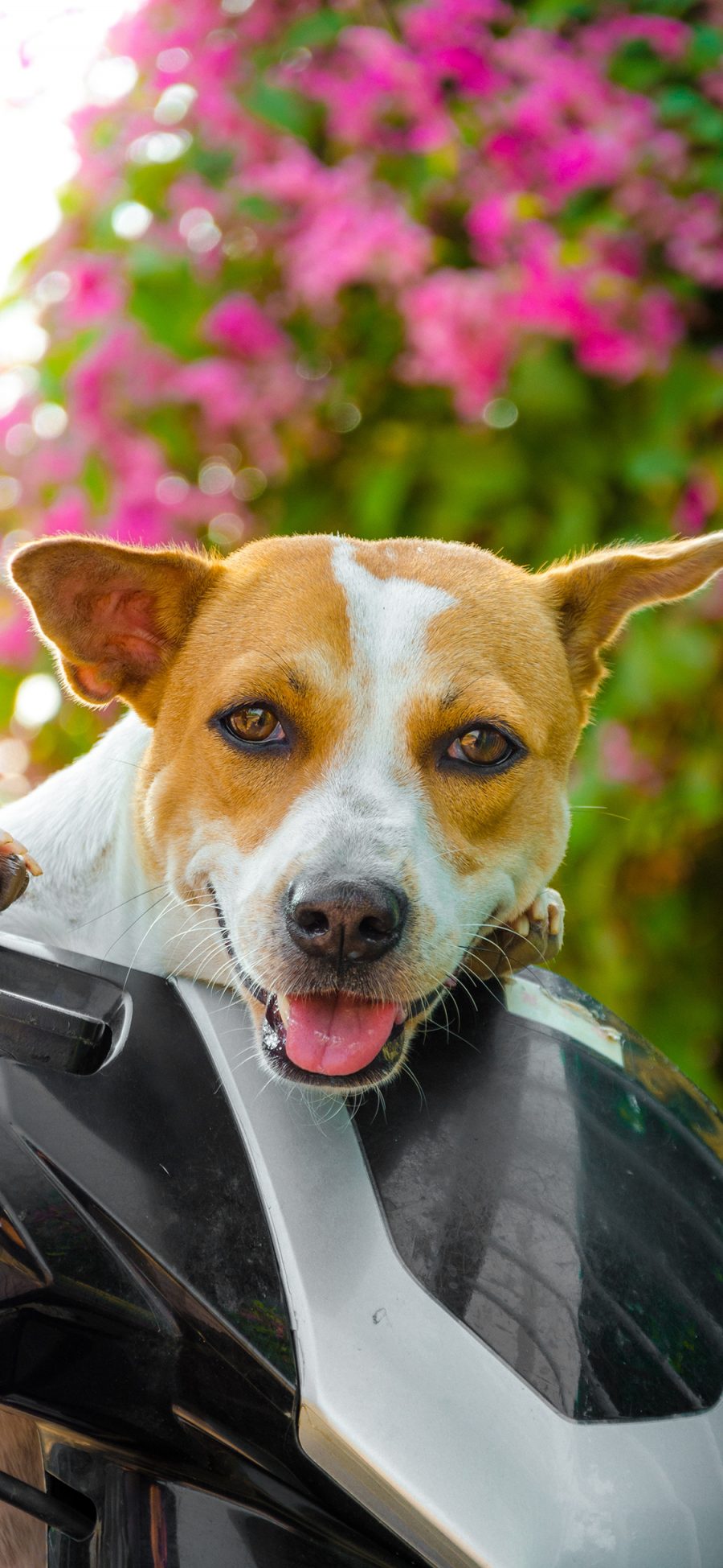 [2436×1125]狗 宠物 汪星人 犬 可爱 苹果手机壁纸图片