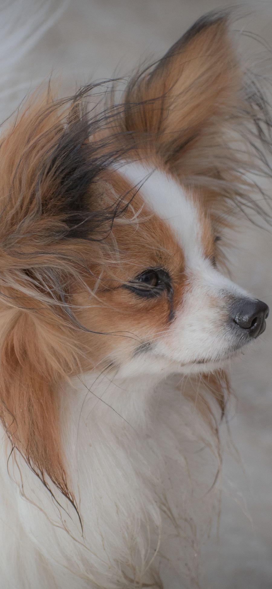 [2436×1125]狗 宠物 犬 汪星人 毛发 苹果手机壁纸图片