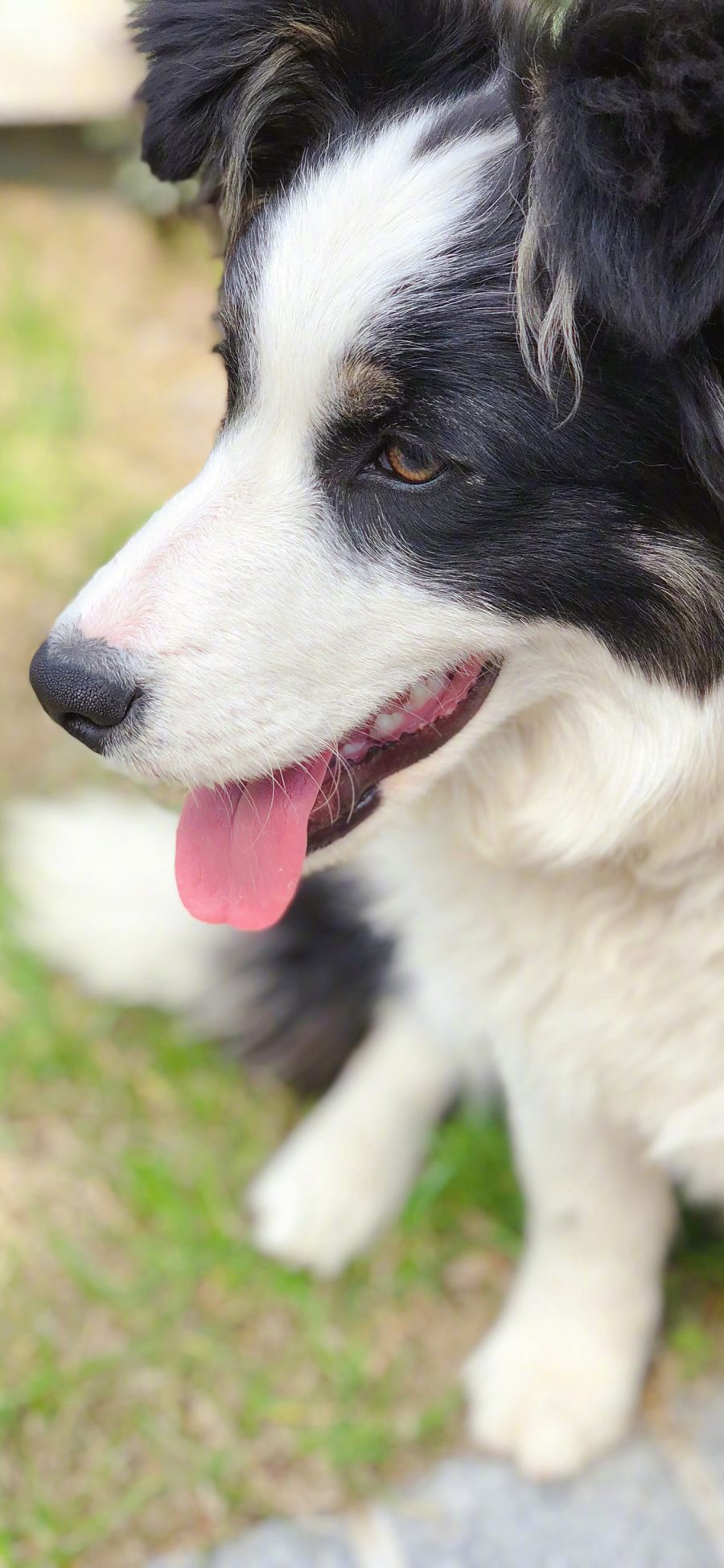 [2436×1125]狗 宠物 犬类 苹果手机壁纸图片