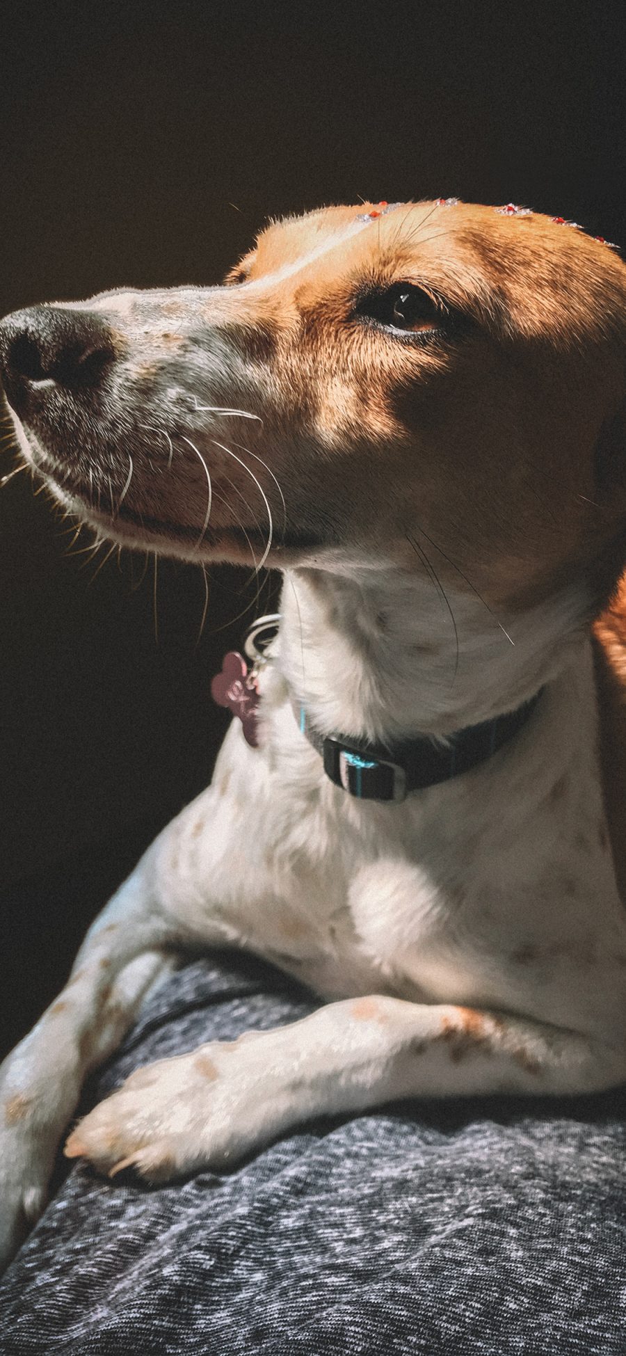 [2436×1125]狗 宠物 犬类 忧郁 苹果手机壁纸图片