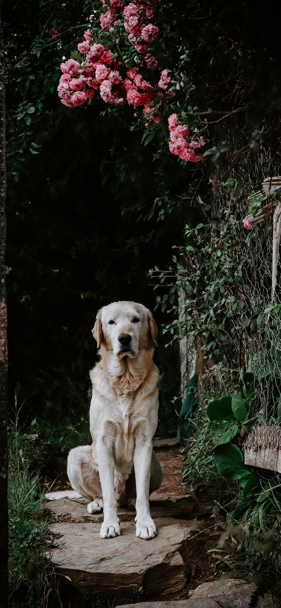 [2436×1125]狗 宠物 犬类 花园 鲜花 苹果手机壁纸图片