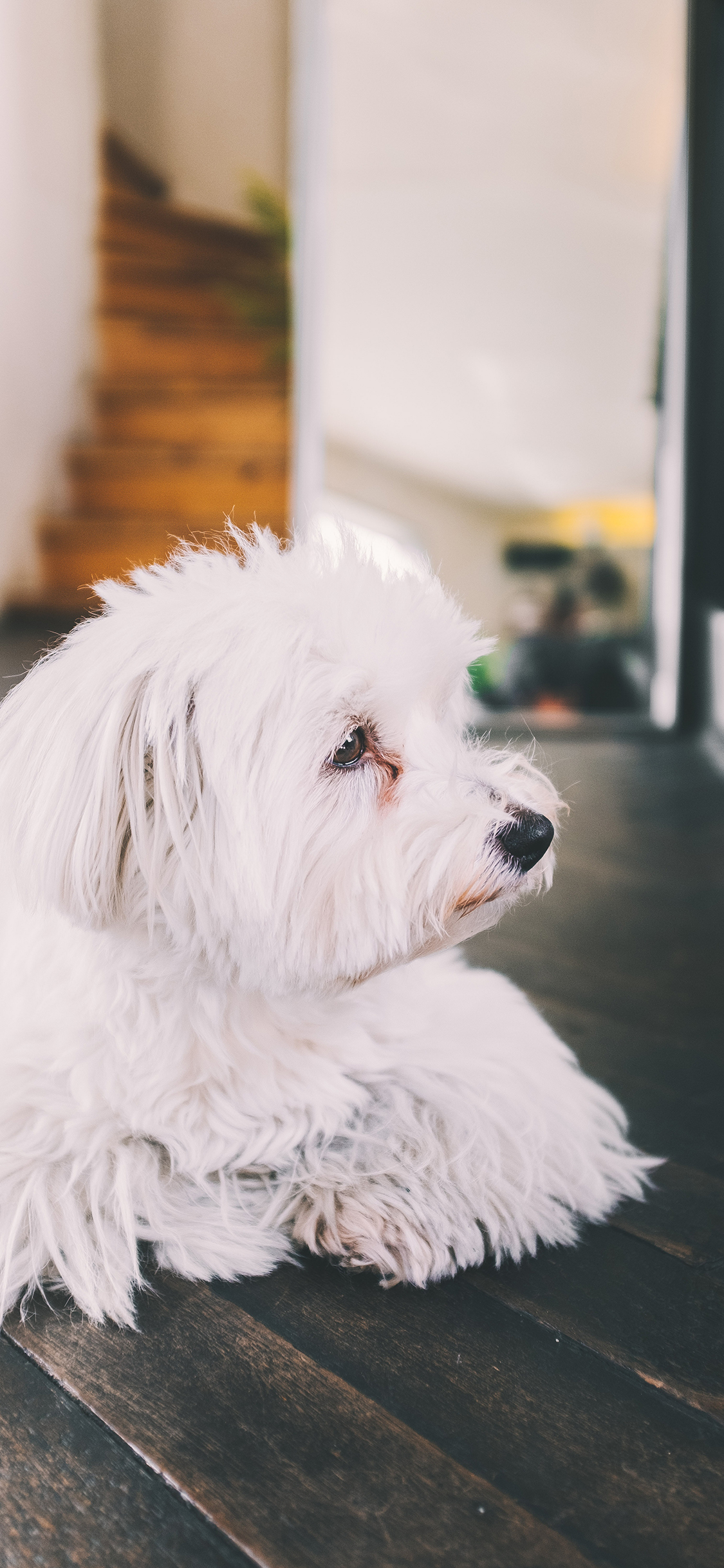 [2436×1125]狗 宠物 皮毛 地板 苹果手机壁纸图片
