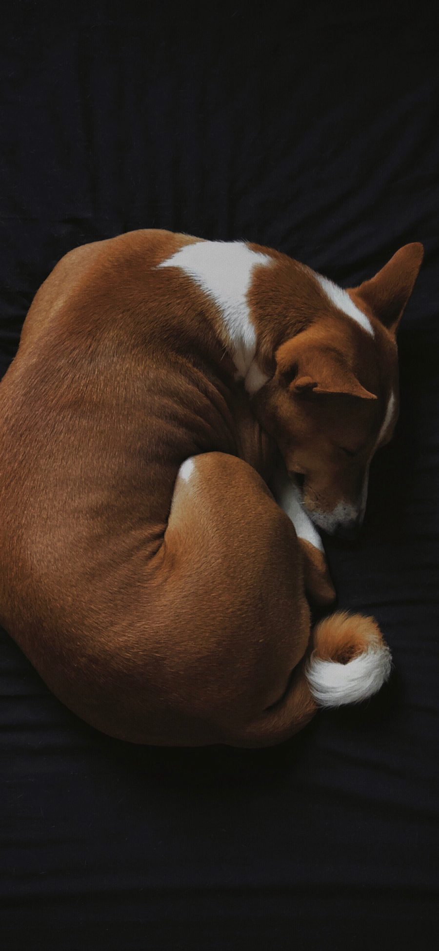 [2436×1125]狗 宠物 蜷缩 犬类 苹果手机壁纸图片