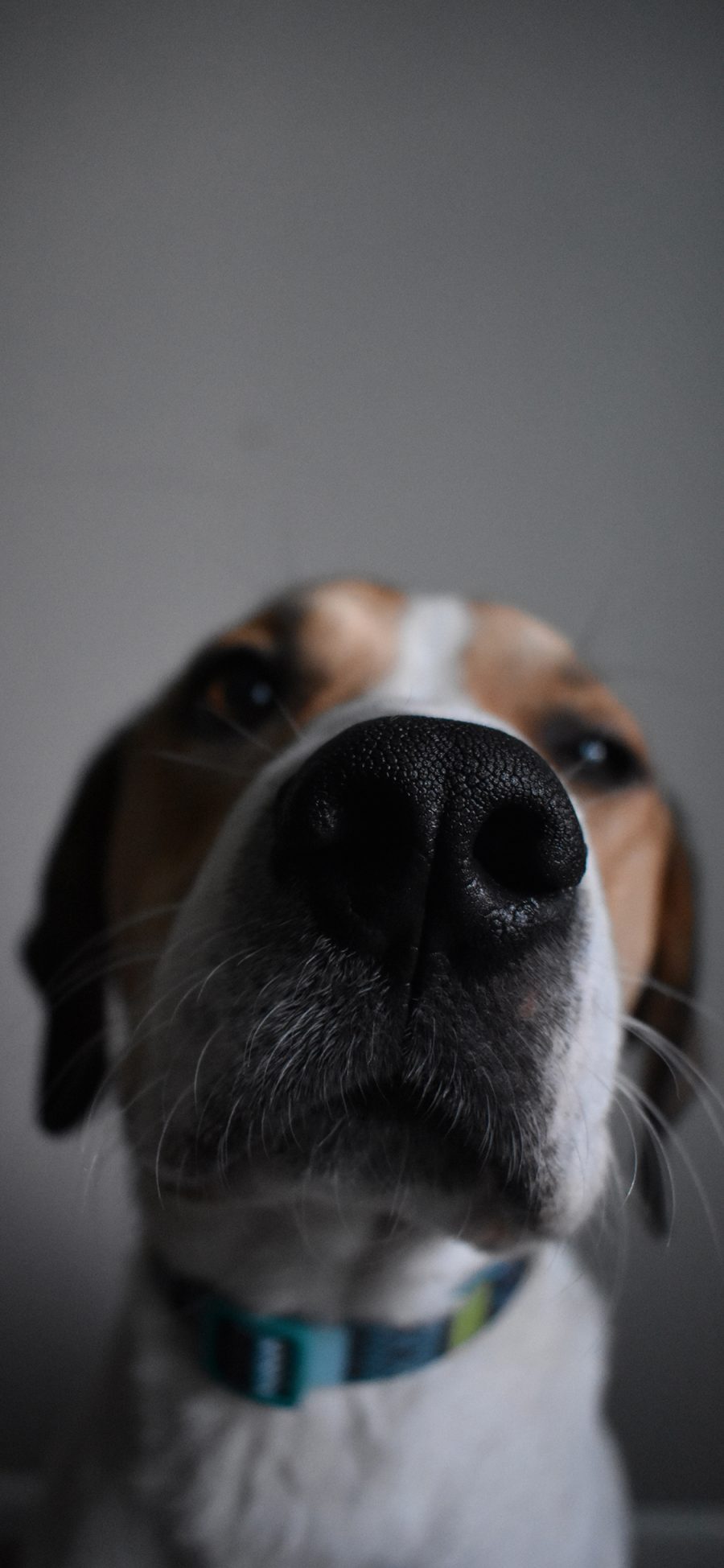 [2436×1125]狗 宠物 鼻子 大头 苹果手机壁纸图片