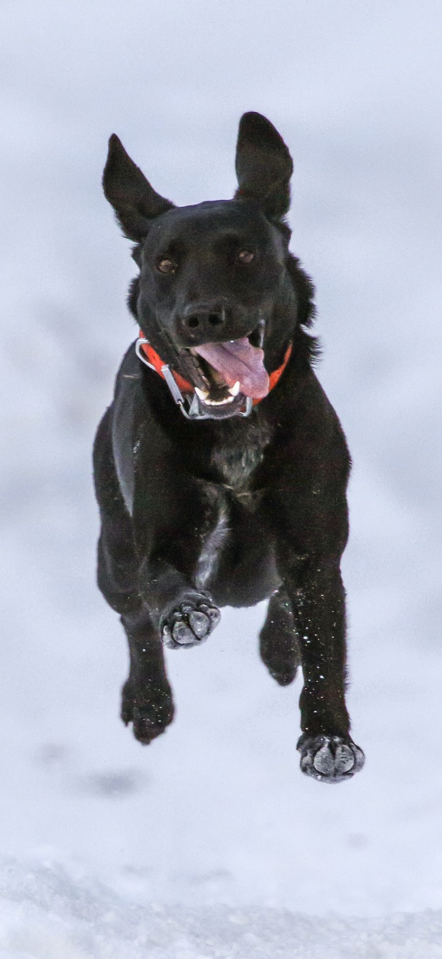 [2436×1125]狗 德牧 雪地 撒欢 犬 苹果手机壁纸图片