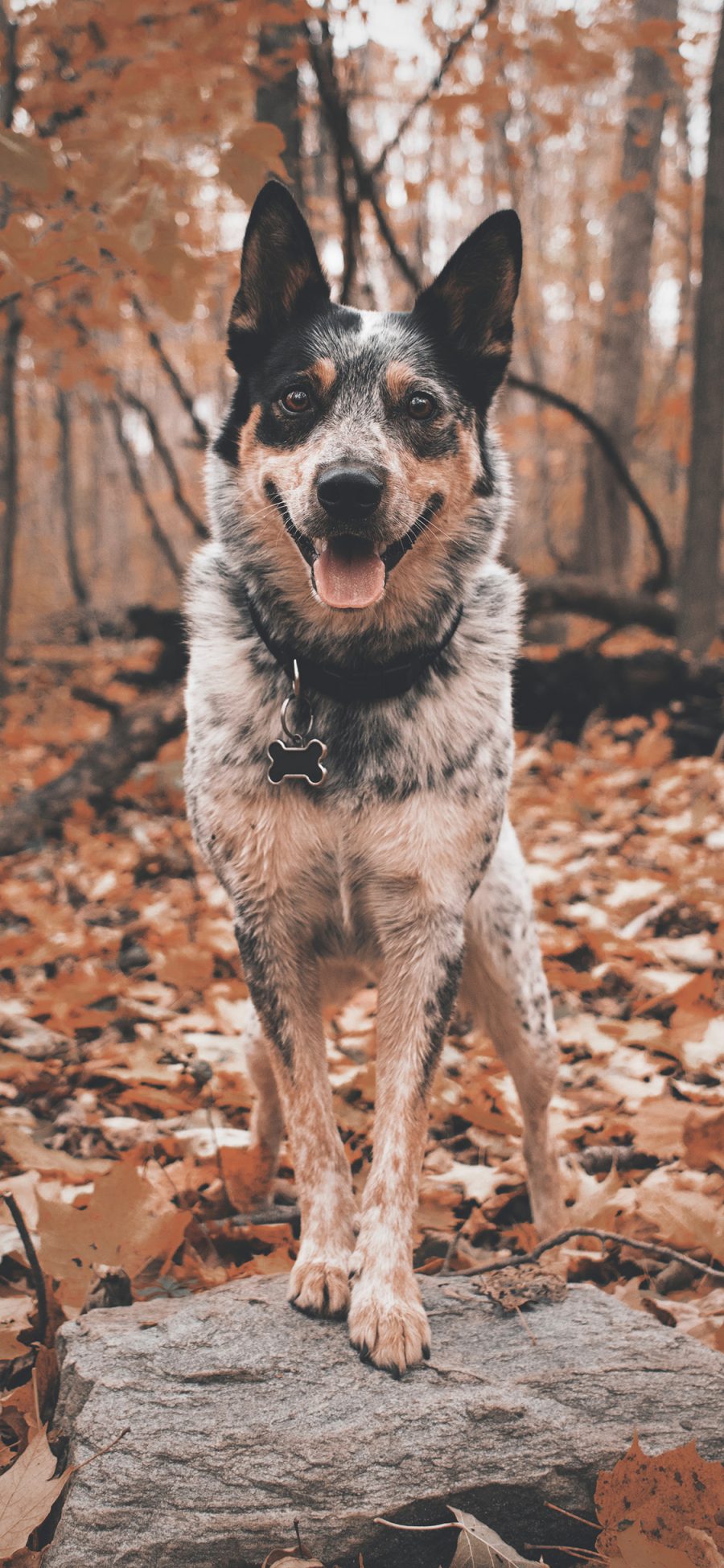 [2436×1125]狗 树林 狼犬 站立 苹果手机壁纸图片