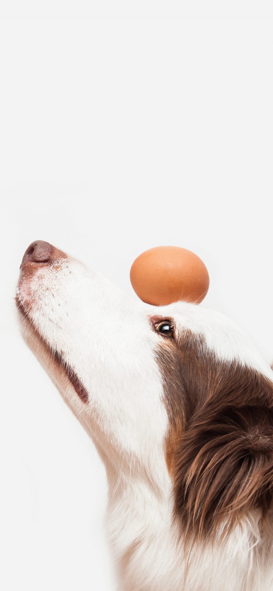 [2436×1125]狗 汪星人 宠物 犬 苹果手机壁纸图片