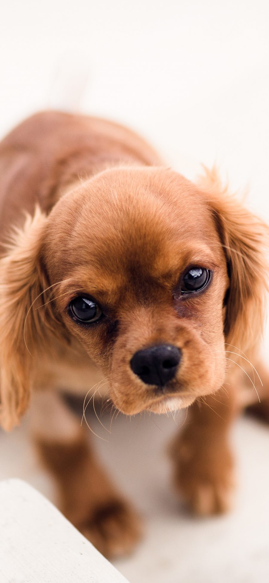 [2436×1125]狗 犬 委屈 可怜巴巴 汪星人 萌 宠物 可爱 苹果手机壁纸图片