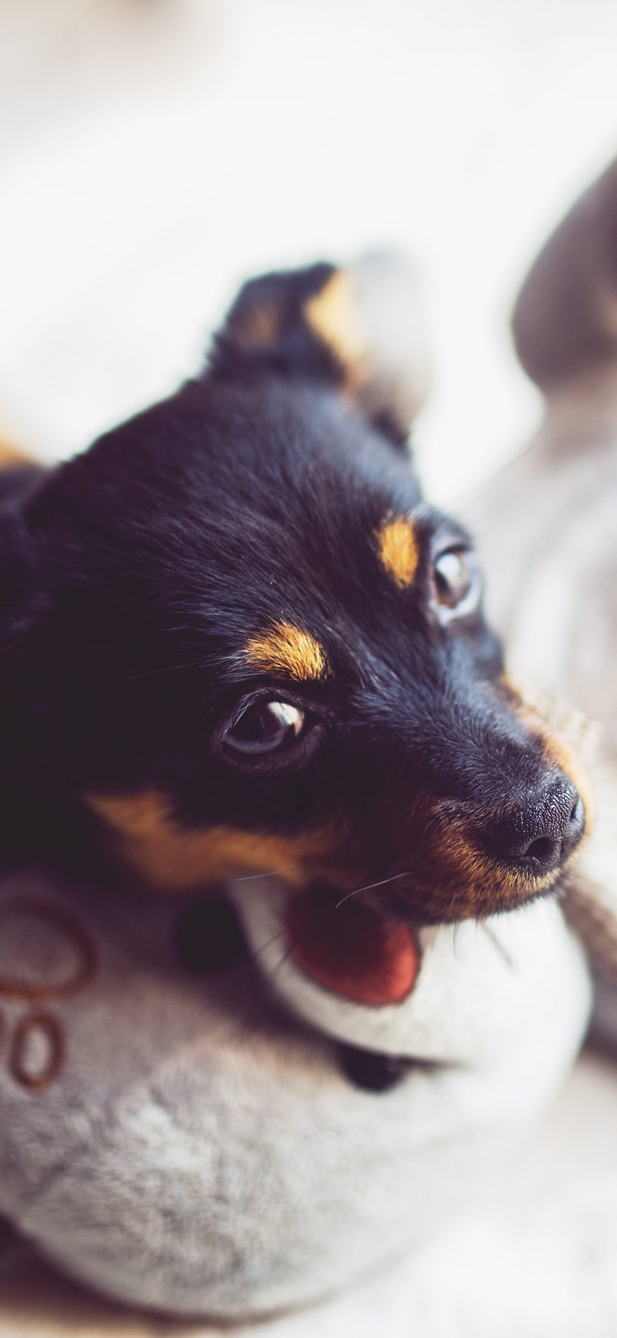 [2436×1125]狗 犬 汪星人 可爱 萌 宠物 苹果手机壁纸图片