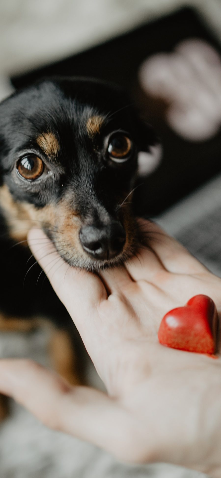 [2436×1125]狗 犬 汪星人 可爱 萌 宠物 爱心 苹果手机壁纸图片