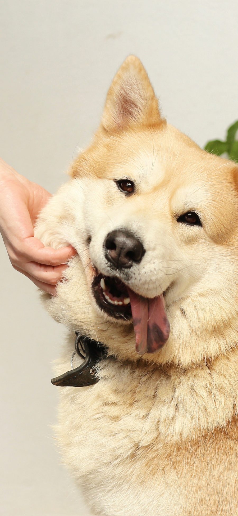 [2436×1125]狗 犬 汪星人 宠物 可爱 捏脸 苹果手机壁纸图片