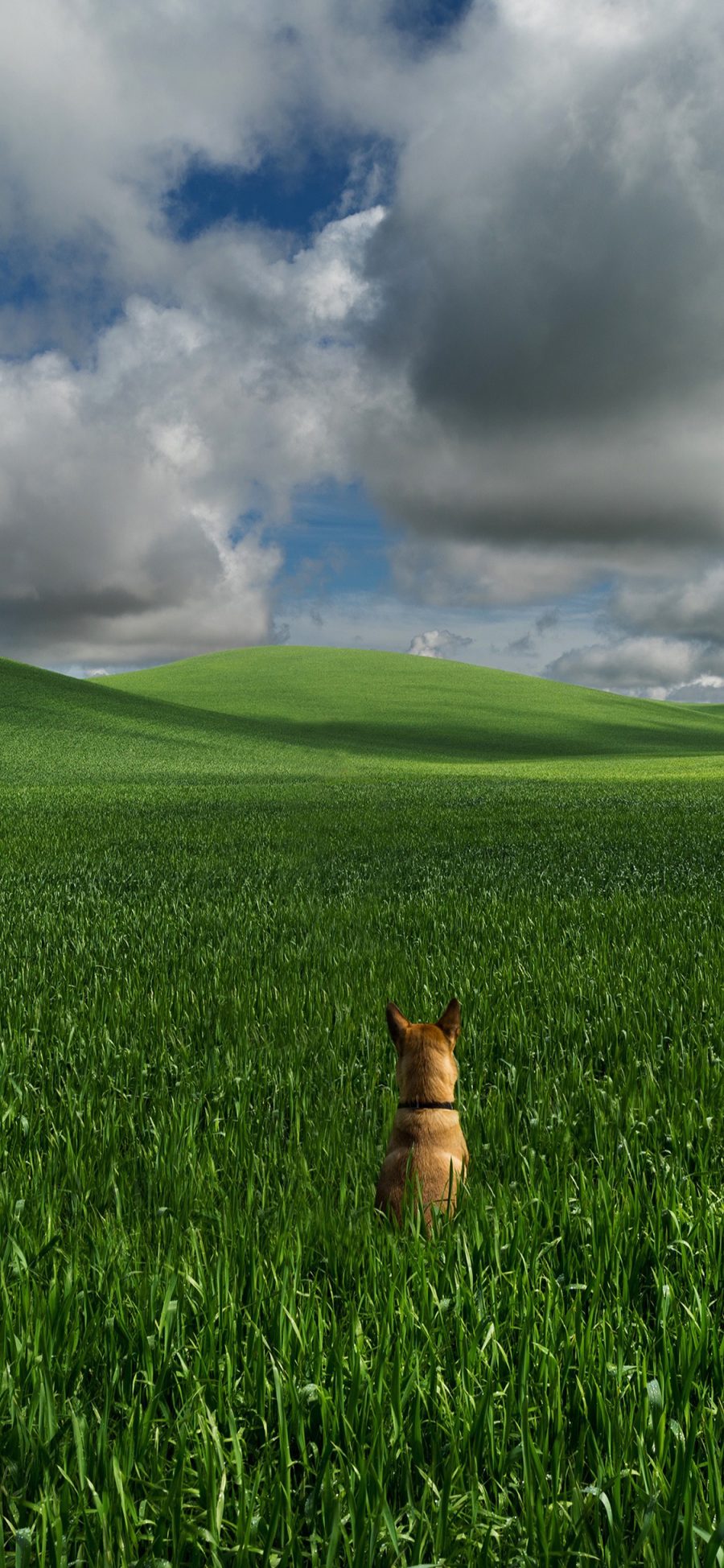 [2436×1125]狗 犬 汪星人 宠物 田野 绿色 苹果手机壁纸图片