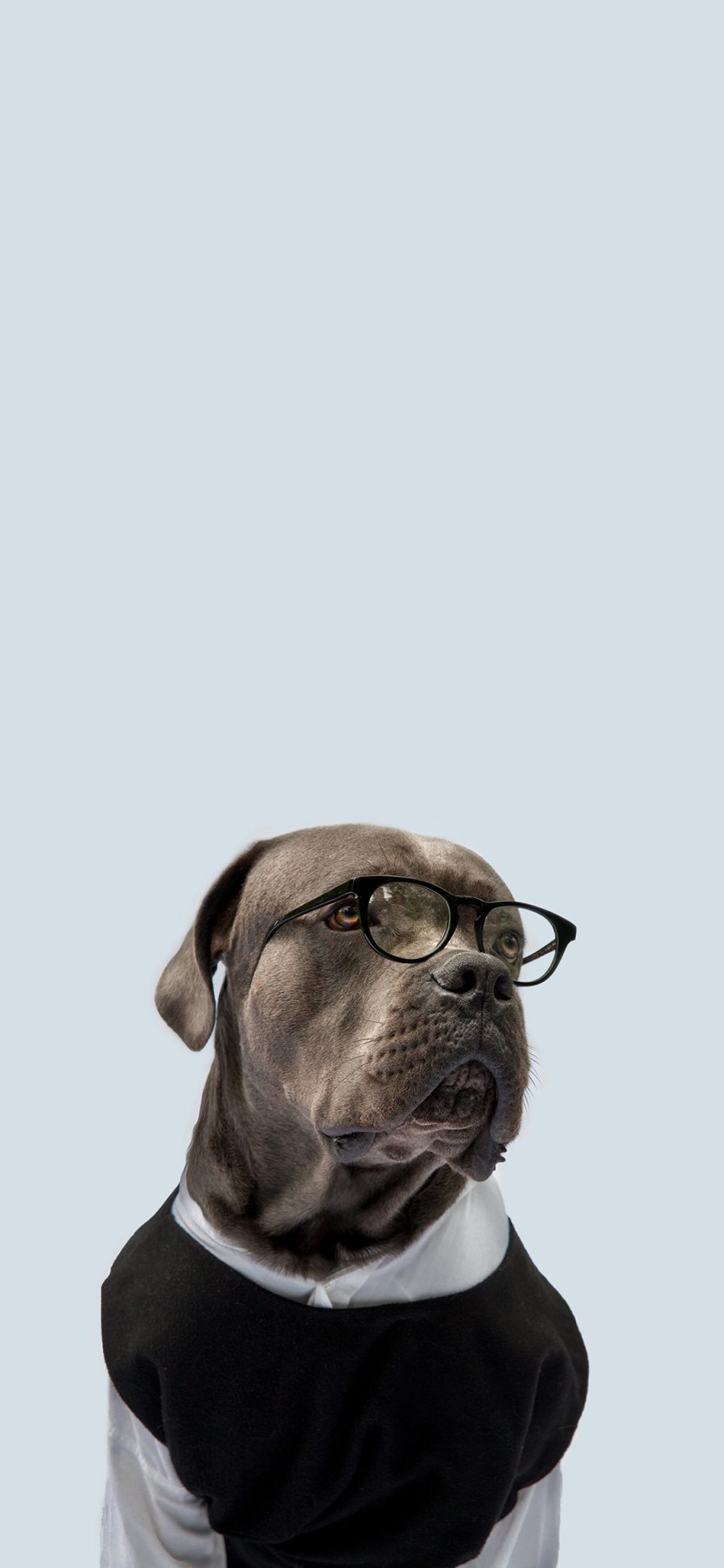 [2436×1125]狗 犬 汪星人 服装 眼镜 苹果手机壁纸图片