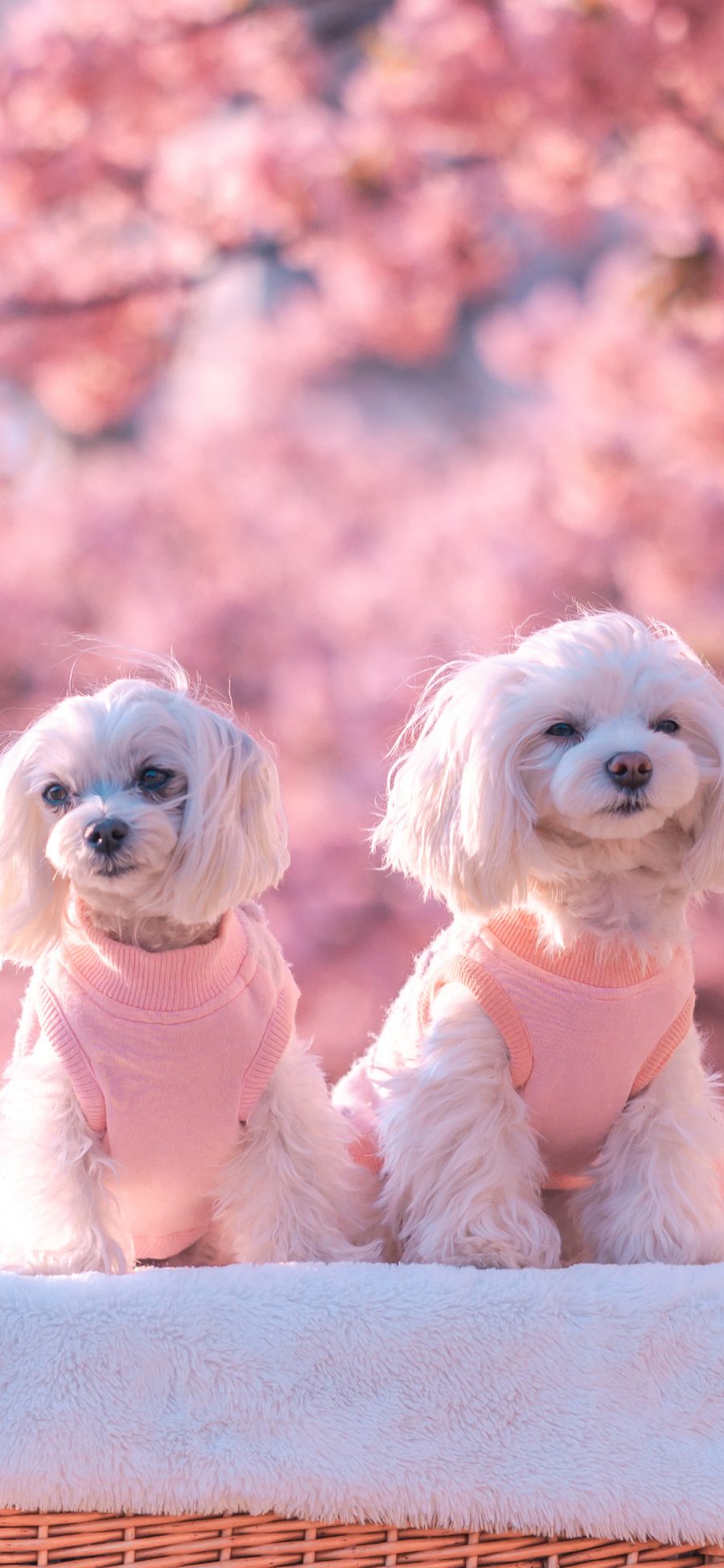 [2436×1125]狗 犬 汪星人 粉色 宠物 苹果手机壁纸图片