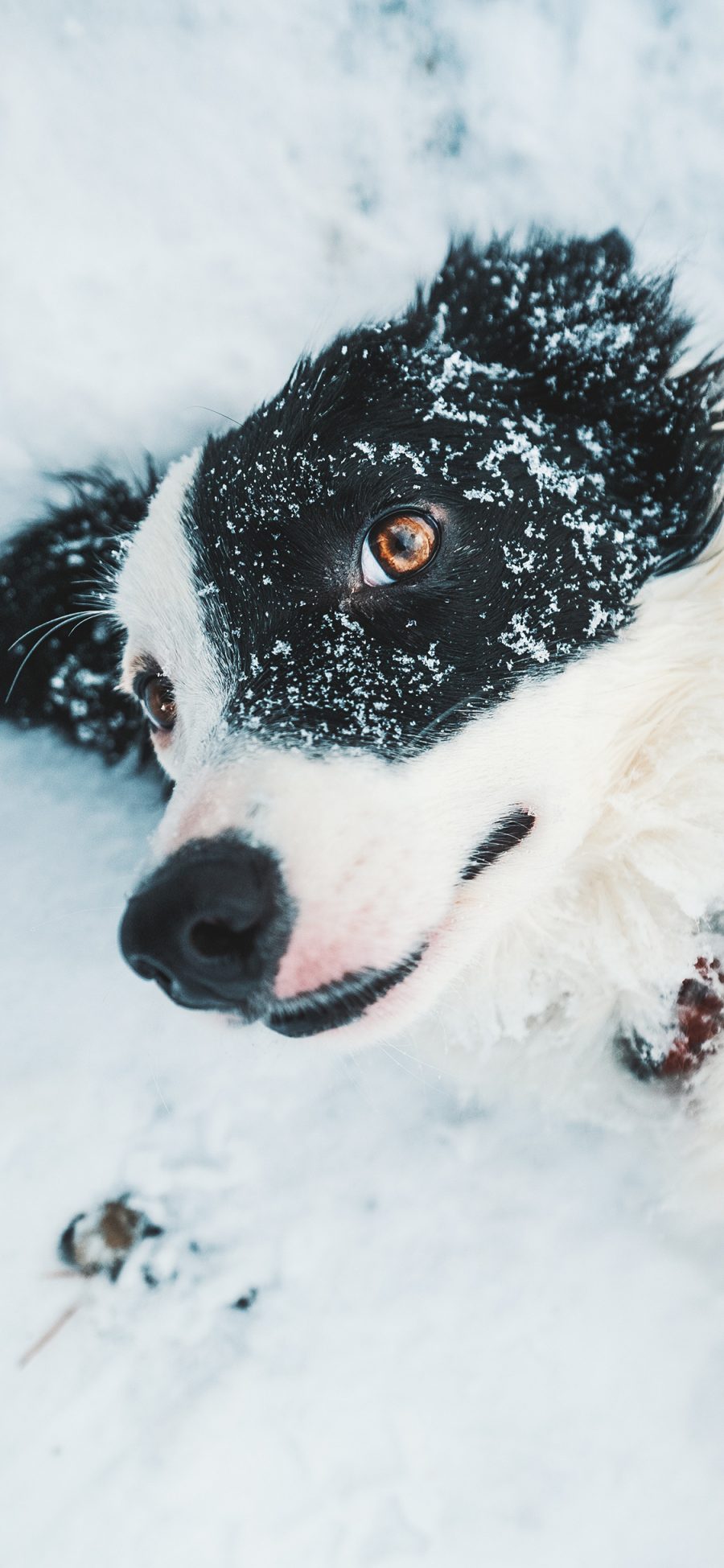 [2436×1125]狗 犬类 雪地 雪季 牧羊犬 苹果手机壁纸图片