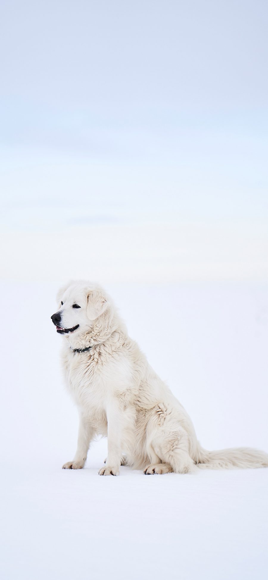 [2436×1125]狗 犬类 雪地 项圈 宠物 苹果手机壁纸图片