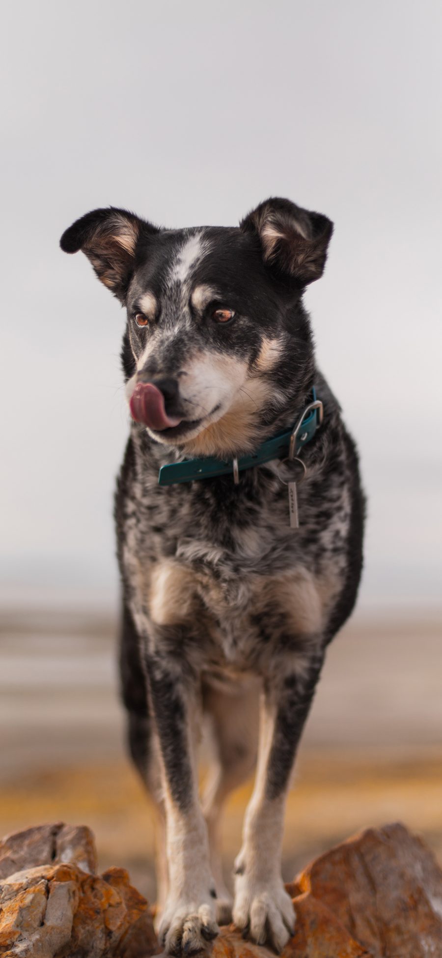 [2436×1125]狗 狼犬 宠物 项圈 苹果手机壁纸图片