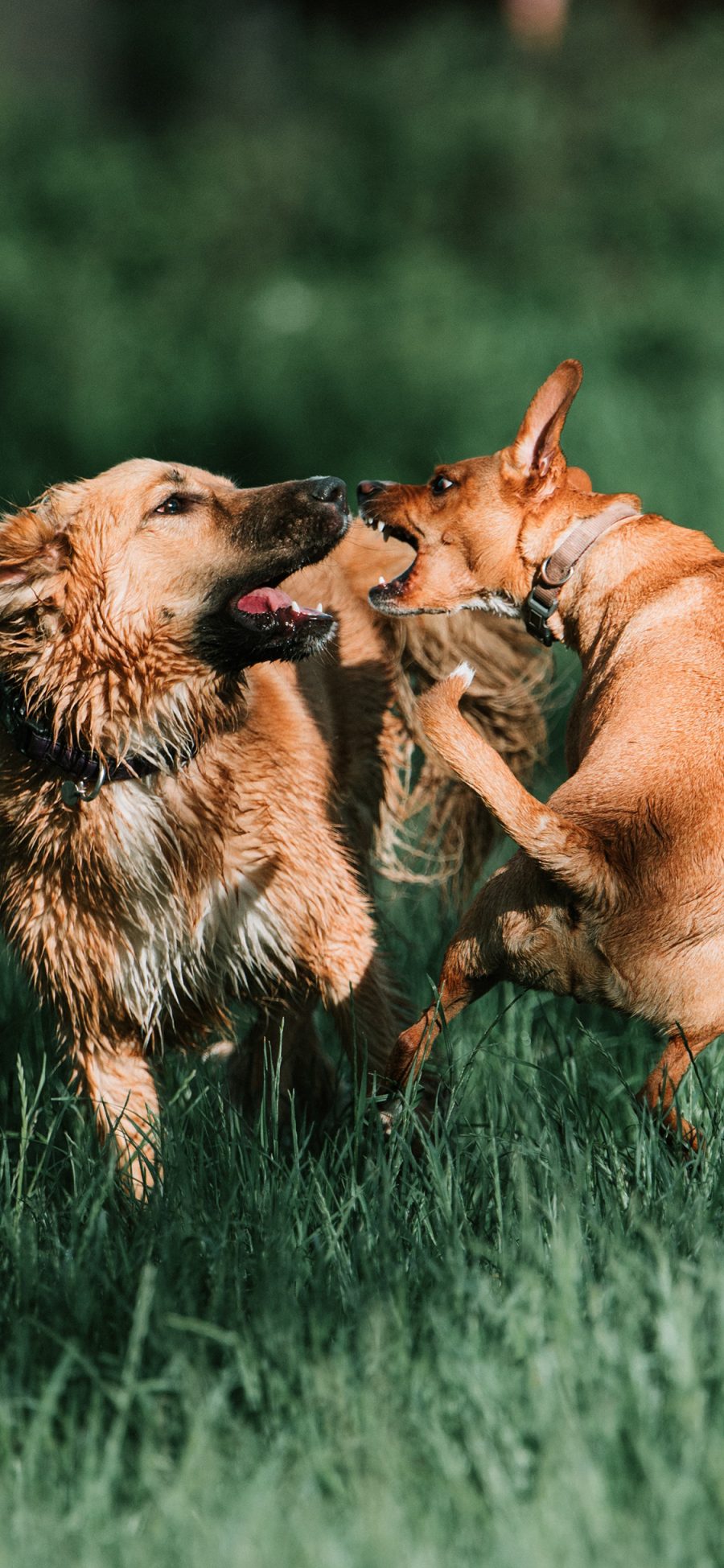 [2436×1125]狗 草地 嬉闹 狼犬 宠物 苹果手机壁纸图片