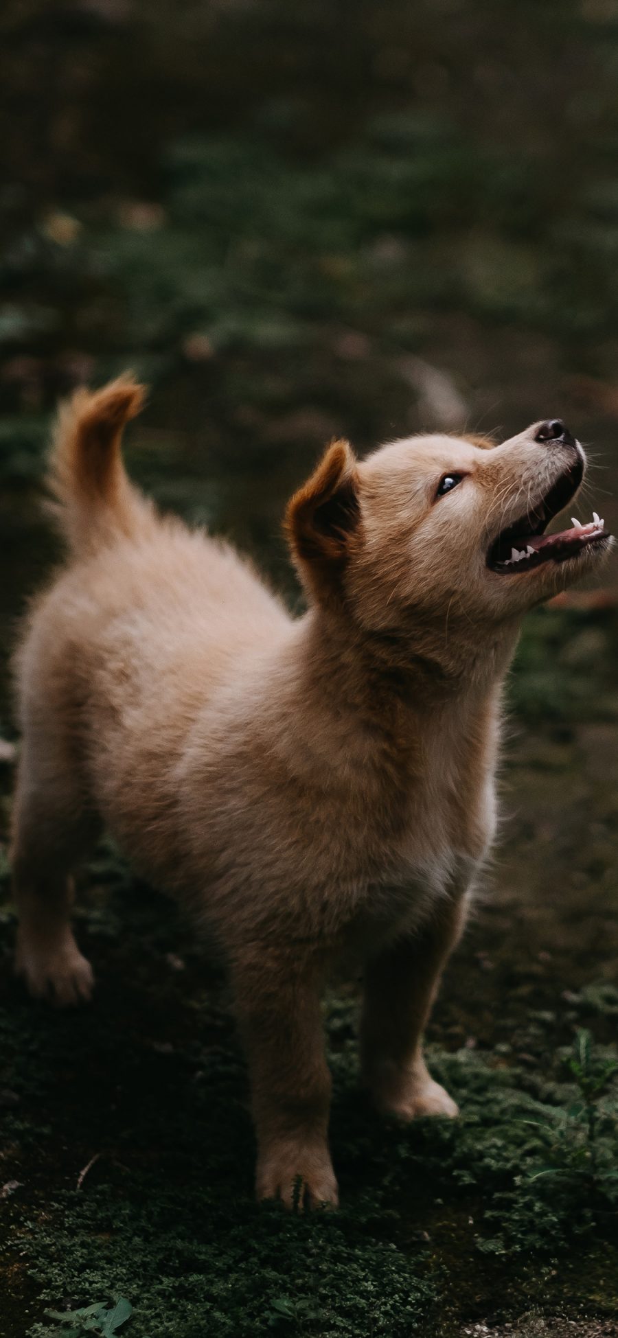 [2436×1125]狗 野外 土狗 中华田园犬 苹果手机壁纸图片