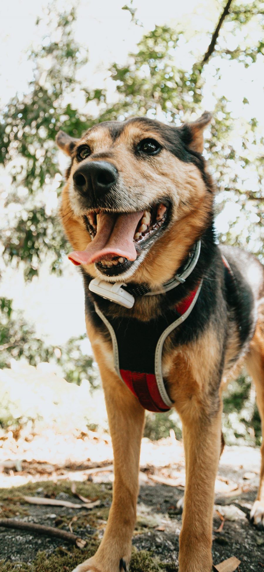 [2436×1125]狗 野外 宠物 狼犬 苹果手机壁纸图片