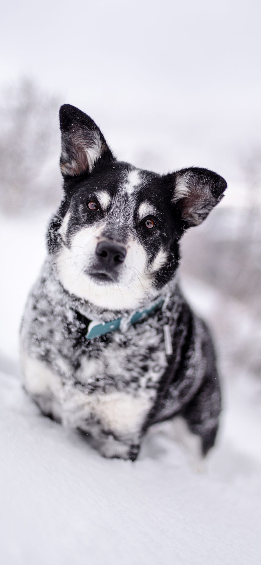 [2436×1125]狗 雪地 哈士奇 幼犬 苹果手机壁纸图片