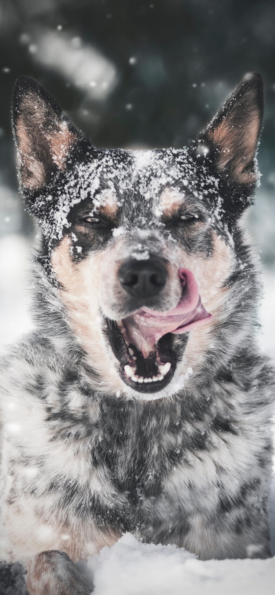 [2436×1125]狗 雪地 嬉戏 雪季 苹果手机壁纸图片