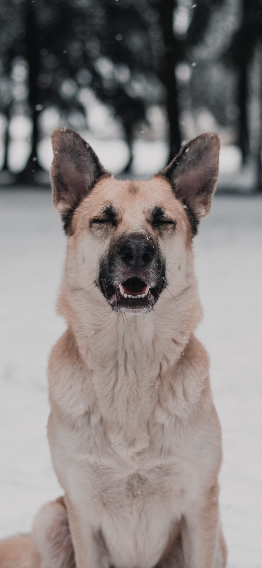 [2436×1125]狗 雪地 雪季 狼犬 苹果手机壁纸图片