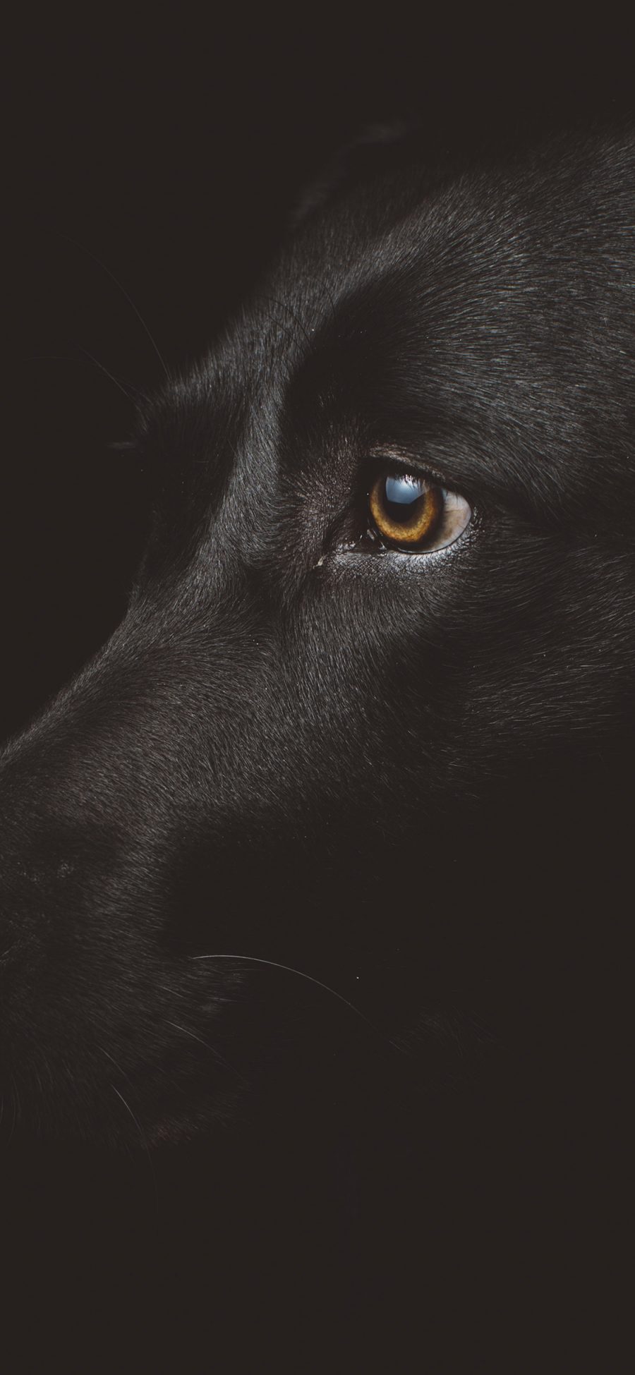 [2436×1125]狗 黑色 动物 犬 宠物 苹果手机壁纸图片