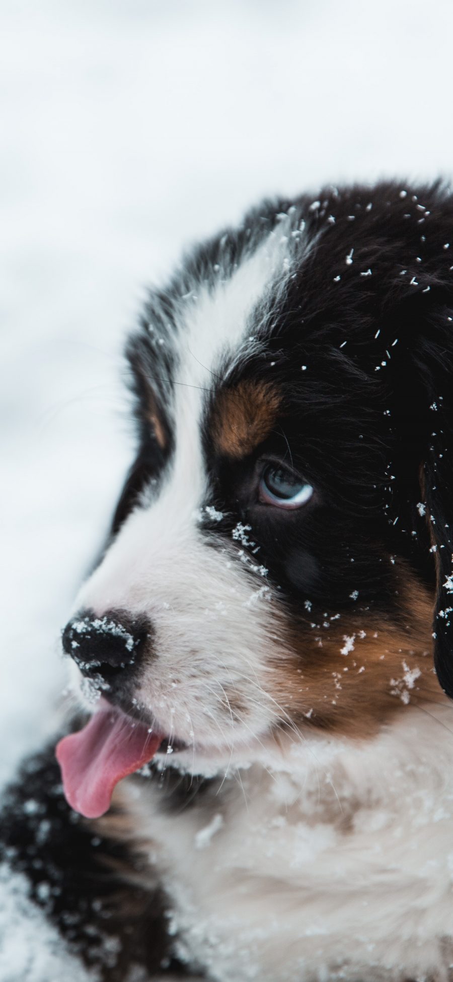 [2436×1125]狗子 宠物 雪地 戏耍 苹果手机壁纸图片