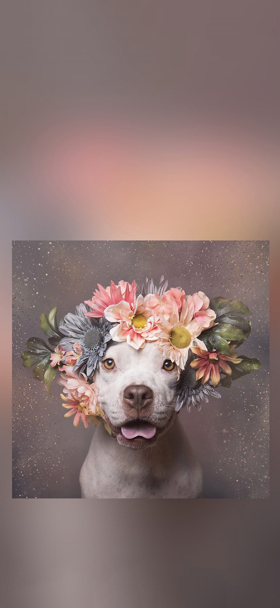 [2436×1125]狗子 宠物 鲜花 花环 斗牛 苹果手机壁纸图片