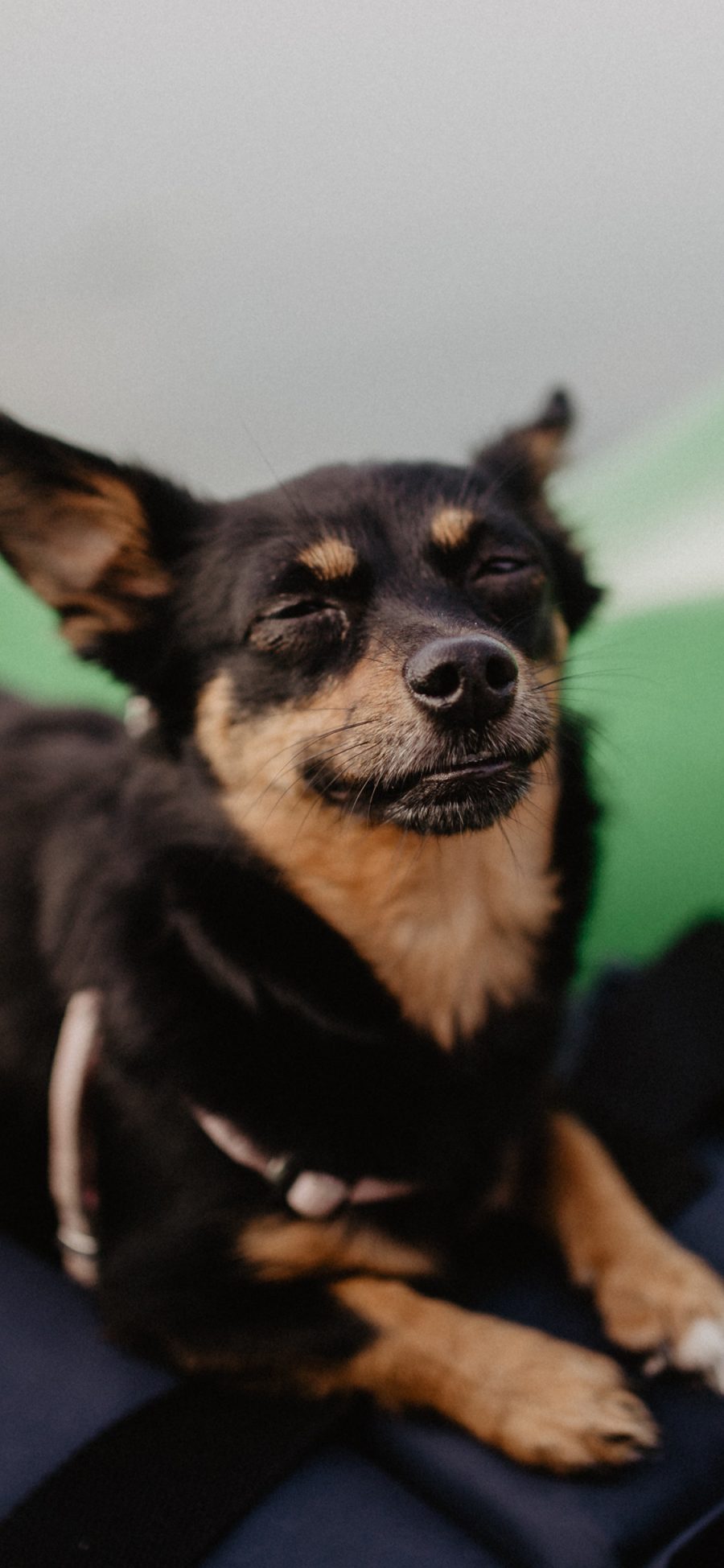 [2436×1125]狗狗 犬 可爱 汪星人 萌 宠物 苹果手机壁纸图片