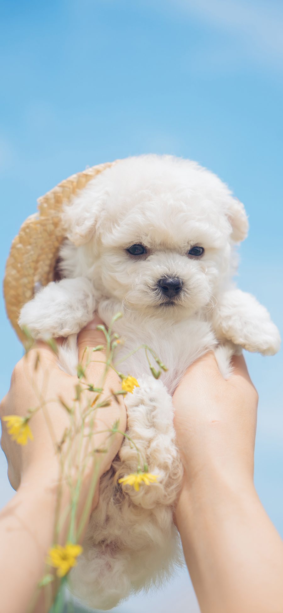 [2436×1125]狗狗 犬 汪星人 宠物 可爱 草帽 苹果手机壁纸图片