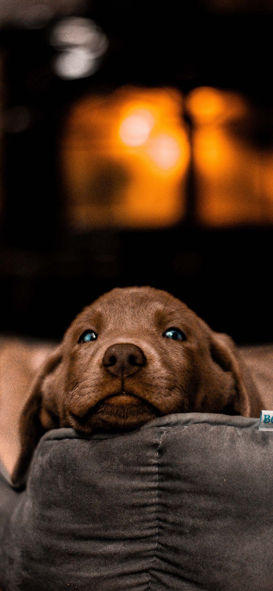 [2436×1125]狗窝 宠物狗 汪星人 幼犬 可爱 苹果手机壁纸图片