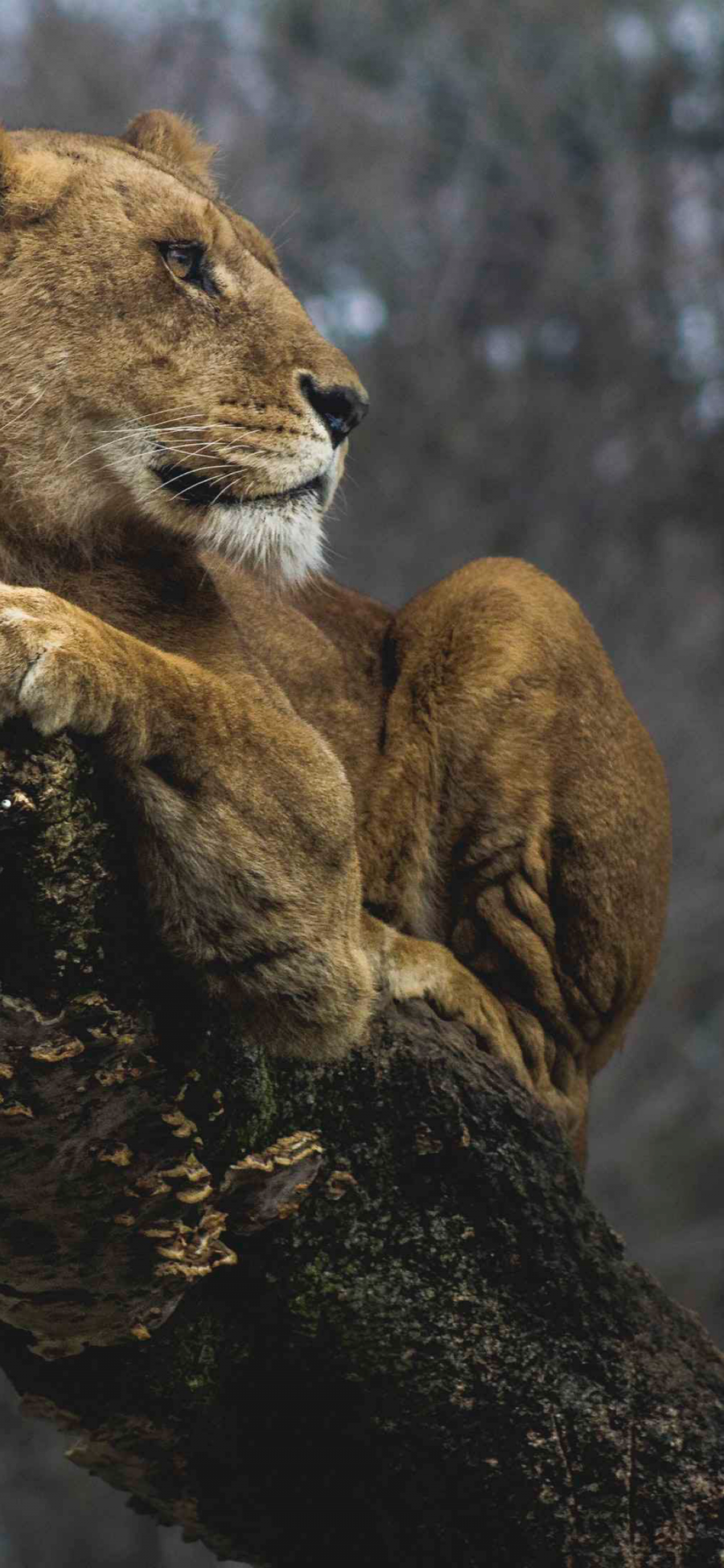 [2436×1125]狮子 凶猛 猛兽 森林之王 苹果手机壁纸图片