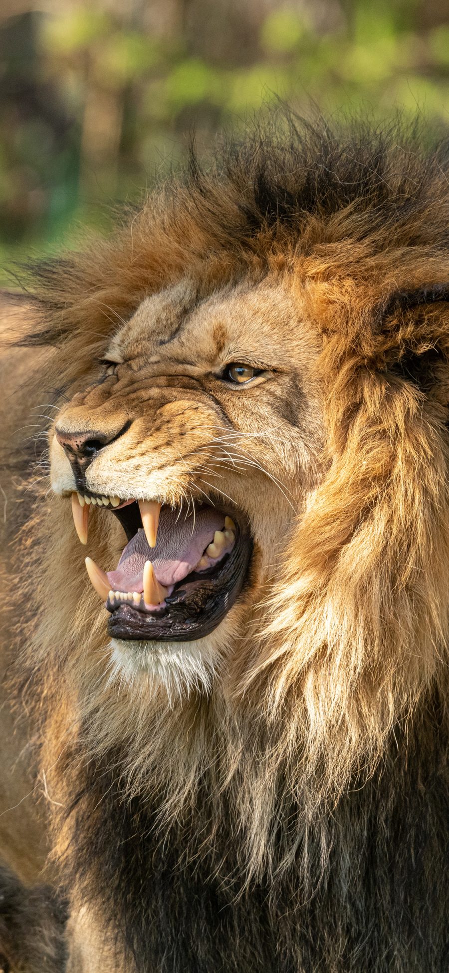 [2436×1125]狮子 凶猛 猛兽 毛发 尖牙 森林之王 苹果手机壁纸图片