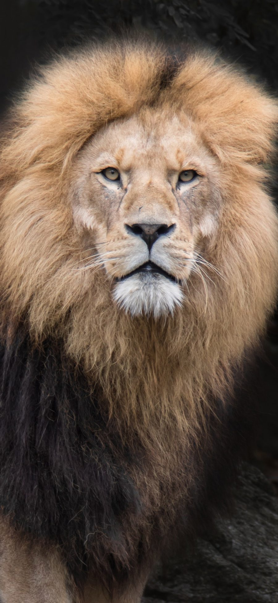[2436×1125]狮子 凶猛 皮毛 猛兽 苹果手机壁纸图片