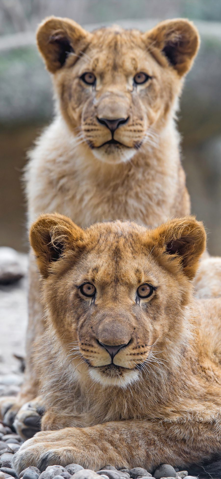 [2436×1125]狮子 动物 凶猛 森林之王 苹果手机壁纸图片
