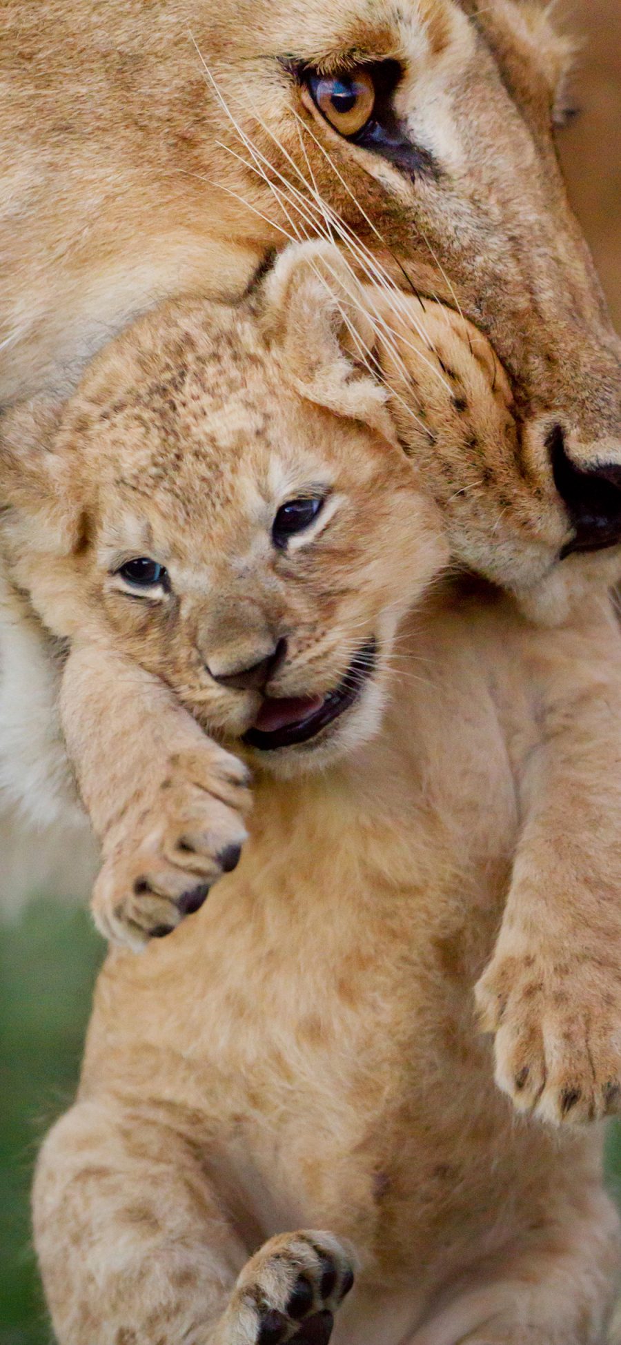 [2436×1125]狮子 幼崽 猛兽 凶猛 王朝纪录片 苹果手机壁纸图片